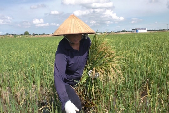 Thu hoạch lúa "trau"